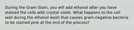 During the Gram Stain, you will add ethanol after you have stained the cells with crystal violet. What happens to the cell wall during the ethanol wash that causes gram-negative bacteria to be stained pink at the end of the process?