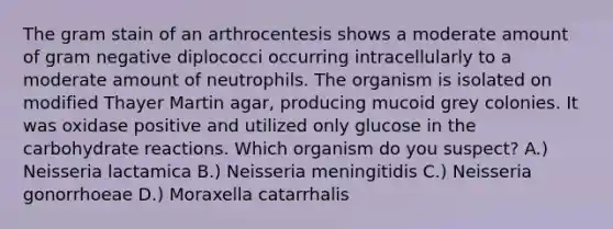 The gram stain of an arthrocentesis shows a moderate amount of gram negative diplococci occurring intracellularly to a moderate amount of neutrophils. The organism is isolated on modified Thayer Martin agar, producing mucoid grey colonies. It was oxidase positive and utilized only glucose in the carbohydrate reactions. Which organism do you suspect? A.) Neisseria lactamica B.) Neisseria meningitidis C.) Neisseria gonorrhoeae D.) Moraxella catarrhalis