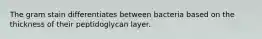 The gram stain differentiates between bacteria based on the thickness of their peptidoglycan layer.