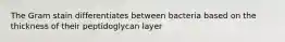 The Gram stain differentiates between bacteria based on the thickness of their peptidoglycan layer