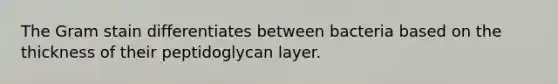 The Gram stain differentiates between bacteria based on the thickness of their peptidoglycan layer.