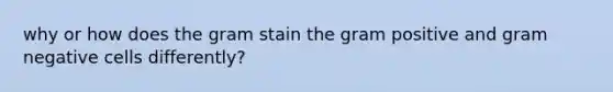 why or how does the gram stain the gram positive and gram negative cells differently?