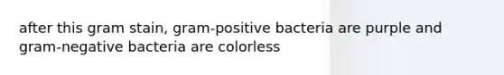 after this gram stain, gram-positive bacteria are purple and gram-negative bacteria are colorless