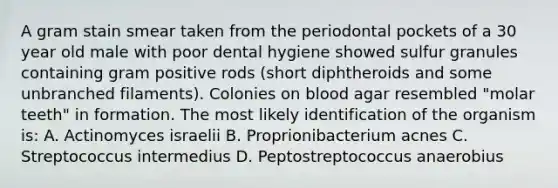 A gram stain smear taken from the periodontal pockets of a 30 year old male with poor dental hygiene showed sulfur granules containing gram positive rods (short diphtheroids and some unbranched filaments). Colonies on blood agar resembled "molar teeth" in formation. The most likely identification of the organism is: A. Actinomyces israelii B. Proprionibacterium acnes C. Streptococcus intermedius D. Peptostreptococcus anaerobius