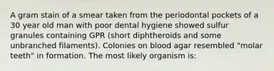 A gram stain of a smear taken from the periodontal pockets of a 30 year old man with poor dental hygiene showed sulfur granules containing GPR (short diphtheroids and some unbranched filaments). Colonies on blood agar resembled "molar teeth" in formation. The most likely organism is: