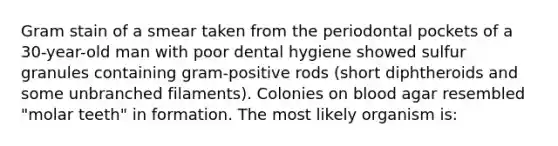 Gram stain of a smear taken from the periodontal pockets of a 30-year-old man with poor dental hygiene showed sulfur granules containing gram-positive rods (short diphtheroids and some unbranched filaments). Colonies on blood agar resembled "molar teeth" in formation. The most likely organism is: