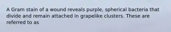 A Gram stain of a wound reveals purple, spherical bacteria that divide and remain attached in grapelike clusters. These are referred to as