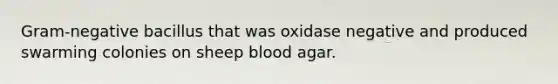 Gram-negative bacillus that was oxidase negative and produced swarming colonies on sheep blood agar.