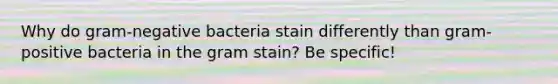 Why do gram-negative bacteria stain differently than gram-positive bacteria in the gram stain? Be specific!