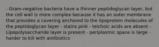 - Gram-negative bacteria have a thinner peptidoglycan layer, but the cell wall is more complex because it has an outer membrane that provides a covering anchored to the lipoprotein molecules of the peptidoglycan layer - stains pink - teichoic acids are absent -Lipopolysaccharide layer is present - periplasmic space is large -harder to kill with antibiotics