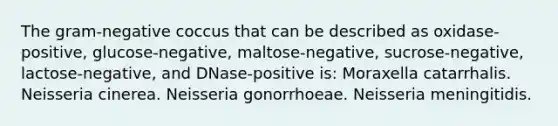 The gram-negative coccus that can be described as oxidase-positive, glucose-negative, maltose-negative, sucrose-negative, lactose-negative, and DNase-positive is: Moraxella catarrhalis. Neisseria cinerea. Neisseria gonorrhoeae. Neisseria meningitidis.