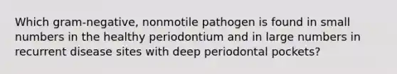 Which gram-negative, nonmotile pathogen is found in small numbers in the healthy periodontium and in large numbers in recurrent disease sites with deep periodontal pockets?