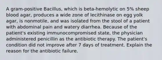 A gram-positive Bacillus, which is beta-hemolytic on 5% sheep blood agar, produces a wide zone of lecithinase on egg yolk agar, is nonmotile, and was isolated from the stool of a patient with abdominal pain and watery diarrhea. Because of the patient's existing immunocompromised state, the physician administered penicillin as the antibiotic therapy. The patient's condition did not improve after 7 days of treatment. Explain the reason for the antibiotic failure.