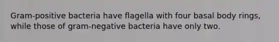 Gram-positive bacteria have flagella with four basal body rings, while those of gram-negative bacteria have only two.