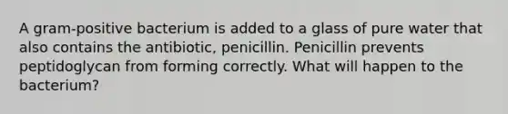 A gram-positive bacterium is added to a glass of pure water that also contains the antibiotic, penicillin. Penicillin prevents peptidoglycan from forming correctly. What will happen to the bacterium?