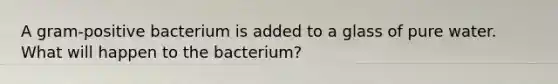 A gram-positive bacterium is added to a glass of pure water. What will happen to the bacterium?