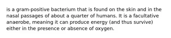 is a gram-positive bacterium that is found on the skin and in the nasal passages of about a quarter of humans. It is a facultative anaerobe, meaning it can produce energy (and thus survive) either in the presence or absence of oxygen.