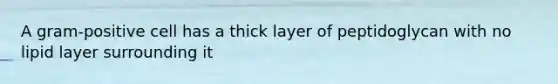 A gram-positive cell has a thick layer of peptidoglycan with no lipid layer surrounding it