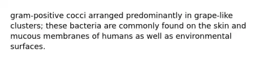 gram-positive cocci arranged predominantly in grape-like clusters; these bacteria are commonly found on the skin and mucous membranes of humans as well as environmental surfaces.