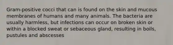 Gram-positive cocci that can is found on the skin and mucous membranes of humans and many animals. The bacteria are usually harmless, but infections can occur on broken skin or within a blocked sweat or sebaceous gland, resulting in boils, pustules and abscesses