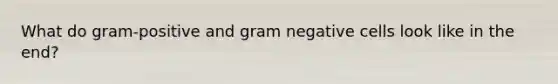 What do gram-positive and gram negative cells look like in the end?