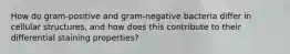 How do gram-positive and gram-negative bacteria differ in cellular structures, and how does this contribute to their differential staining properties?