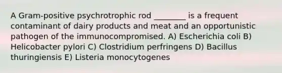 A Gram-positive psychrotrophic rod ________ is a frequent contaminant of dairy products and meat and an opportunistic pathogen of the immunocompromised. A) Escherichia coli B) Helicobacter pylori C) Clostridium perfringens D) Bacillus thuringiensis E) Listeria monocytogenes