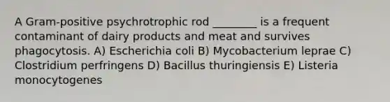 A Gram-positive psychrotrophic rod ________ is a frequent contaminant of dairy products and meat and survives phagocytosis. A) Escherichia coli B) Mycobacterium leprae C) Clostridium perfringens D) Bacillus thuringiensis E) Listeria monocytogenes