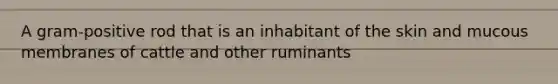 A gram-positive rod that is an inhabitant of the skin and mucous membranes of cattle and other ruminants