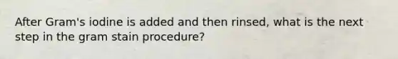 After Gram's iodine is added and then rinsed, what is the next step in the gram stain procedure?