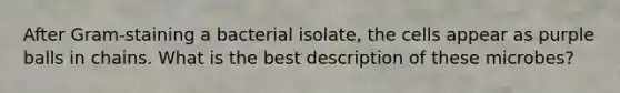 After Gram-staining a bacterial isolate, the cells appear as purple balls in chains. What is the best description of these microbes?