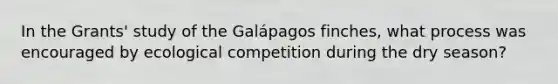 In the Grants' study of the Galápagos finches, what process was encouraged by ecological competition during the dry season?