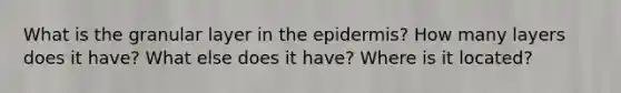 What is the granular layer in the epidermis? How many layers does it have? What else does it have? Where is it located?