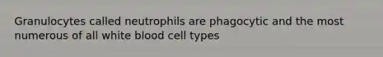 Granulocytes called neutrophils are phagocytic and the most numerous of all white blood cell types