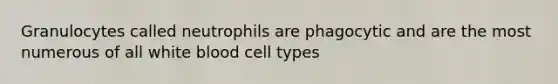 Granulocytes called neutrophils are phagocytic and are the most numerous of all white blood cell types