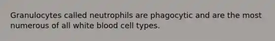 Granulocytes called neutrophils are phagocytic and are the most numerous of all white blood cell types.