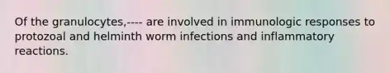 Of the granulocytes,---- are involved in immunologic responses to protozoal and helminth worm infections and inflammatory reactions.