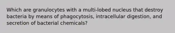 Which are granulocytes with a multi-lobed nucleus that destroy bacteria by means of phagocytosis, intracellular digestion, and secretion of bacterial chemicals?