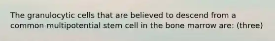 The granulocytic cells that are believed to descend from a common multipotential stem cell in the bone marrow are: (three)