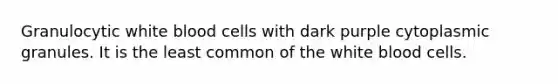Granulocytic white blood cells with dark purple cytoplasmic granules. It is the least common of the white blood cells.