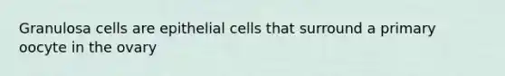 Granulosa cells are epithelial cells that surround a primary oocyte in the ovary