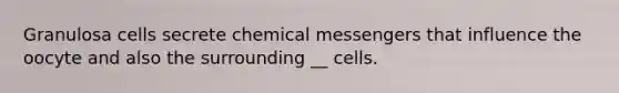 Granulosa cells secrete chemical messengers that influence the oocyte and also the surrounding __ cells.