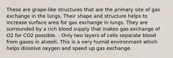 These are grape-like structures that are the primary site of gas exchange in the lungs. Their shape and structure helps to increase surface area for gas exchange in lungs. They are surrounded by a rich blood supply that makes gas exchange of O2 for CO2 possible. - Only two layers of cells separate blood from gases in alveoli. This is a very humid environment which helps dissolve oxygen and speed up gas exchange.