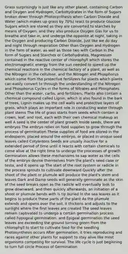 Grass surprisingly is just like any other planet, containing Carbon and Oxygen and Hydrogen, Carbohydrates in the form of Sugars broken down through Photosynthesis when Carbon Dioxide and Water (which makes up grass by 70%) react to produce Glucose Sugars which are stored as they are converted to starches by means of Oxygen, and they also produce Oxygen Gas for us to breathe and take in, and undergo the opposite at night, taking in the Oxygen and producing Carbon Dioxide, just like we do day and night through respiration Other than Oxygen and Hydrogen in the form of water, as well as those two with Carbon in the form of Sugars and Starches or Carbohydrates, Magnesium contained in the reactive center of chlorophyll which stores the electromagnetic energy from the sun needed to speed up the chemical reactions in the chemical factory of a plant, as well as the Nitrogen in the cellulose, and the Nitrogen and Phosphorus which come from the protective fertilizers for plants which plants can easily convert to through the understanding of the Nitrogen and Phosphorus Cycles in the forms of Nitrates and Phosphates Other than the water, carbs, and fertilizers, Plants also contain a chemical compound called Lignin, which is also found in the bark of trees, Lignin makes up the cell walls and protective layers of grass, which plays an important role in conducting water through plant stems The life of grass starts from seeds which contain a crown, leaf, and root, each with their own chemical makeup as well A seed is the center of plant growth Inside seeds, there are embryos The embryo relies on food supplies to grow through the process of germination These supplies of food are stored in the endosperm, placed around the embryo, or placed in unique seed leaves called Cotyledons Seeds are usually inactive for a extended period of time until it reacts with certain chemicals to come alive at the right time to undergo the processes of growth Germination allows these mechanisms to sap water as the cells of the embryo devise themselves from the plant's seed case or testa, and it opens up The start of the root system or radicle in the process sprouts to cultivate downward Quickly after the shoot of the plant or plumule will produce the plant's stem and leaves Dark and Damp seeds will generally germinate as the skin of the seed breaks open as the radicle will eventually look to grow downward, and then quickly afterwards, an initiation of a shoot or plumule bends with is tip buried in the sea leaves as it begins to produce these parts of the plant As the plumule extends and opens over the soil, it thickens and adjusts to the sunlight where the first leaves are created The seed leaves remain captivated to undergo a certain germination process called hypogeal germination, and Epigeal germination the seed leaves are exceeding the ground turning green from the chlorophyll to start to cultivate food for the seedling Photosynthesis occurs After germination, it tries reproducing and races against other plants for support to stay alive like most organisms competing for survival. The life cycle is just beginning to turn full circle Process of Germination