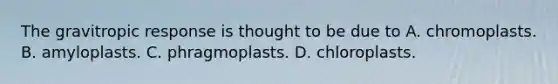 The gravitropic response is thought to be due to A. chromoplasts. B. amyloplasts. C. phragmoplasts. D. chloroplasts.