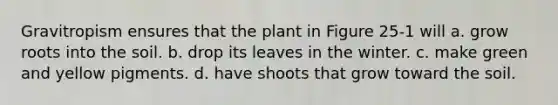 Gravitropism ensures that the plant in Figure 25-1 will a. grow roots into the soil. b. drop its leaves in the winter. c. make green and yellow pigments. d. have shoots that grow toward the soil.