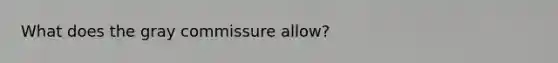 What does the gray commissure allow?