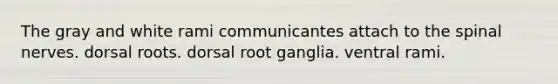 The gray and white rami communicantes attach to the spinal nerves. dorsal roots. dorsal root ganglia. ventral rami.