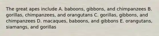 The great apes include A. baboons, gibbons, and chimpanzees B. gorillas, chimpanzees, and orangutans C. gorillas, gibbons, and chimpanzees D. macaques, baboons, and gibbons E. orangutans, siamangs, and gorillas