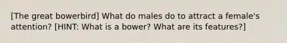 [The great bowerbird] What do males do to attract a female's attention? [HINT: What is a bower? What are its features?]